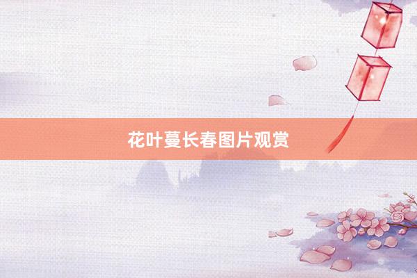 花叶蔓长春图片观赏